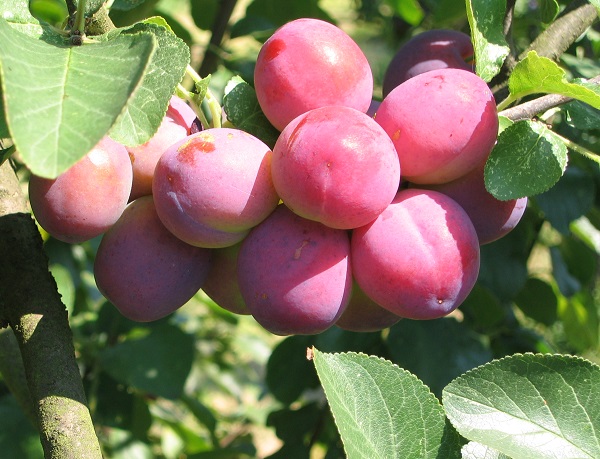 Obsthof Cordes - Fruchtfoto Graf Althanns Reneclaude